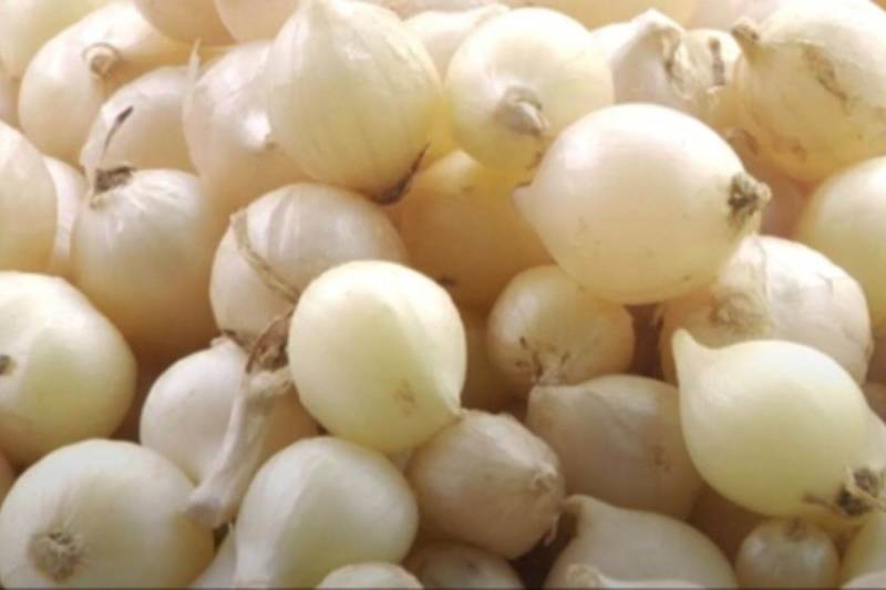 Củ nén có thân mềm, tròn và trơn