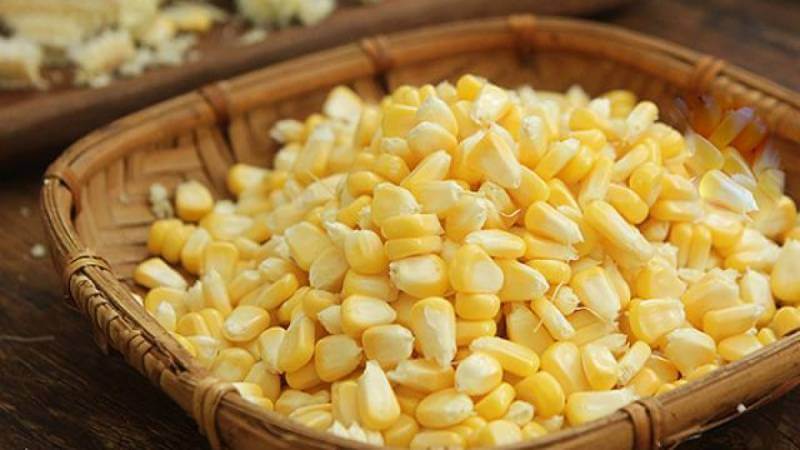 Chất xơ hòa tan trong hạt bắp giúp tăng cường chức năng đường ruột và hệ tiêu hóa