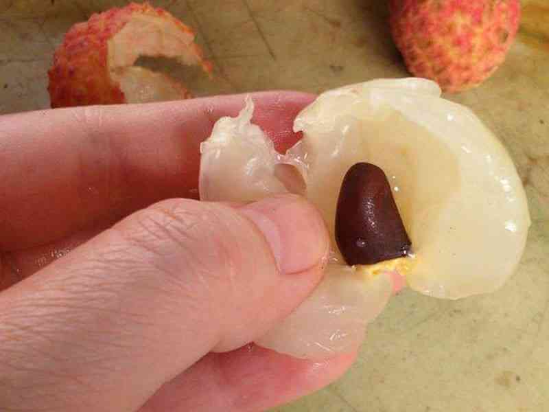 Tưởng chừng là thứ vứt đi, thế nhưng hạt lại có thể chữa nhiều loại bệnh