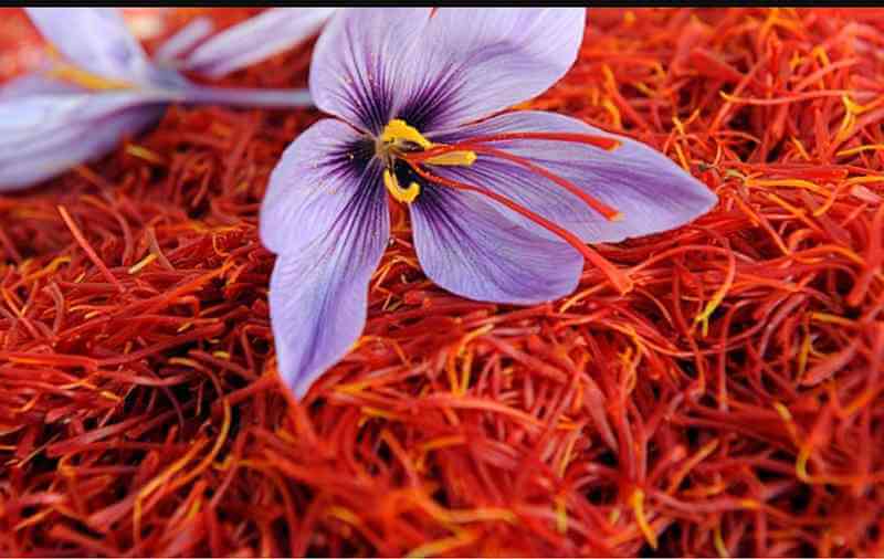 Saffron có tính chất chống oxy hóa có khả năng ngăn chặn sự phát triển của tế bào ung thư và giả nguy cơ mắc ung thư 