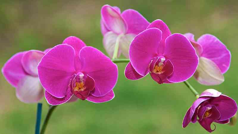 Hoa phong lan rực rỡ, mang đến nhiều giá trị trong cuộc sống