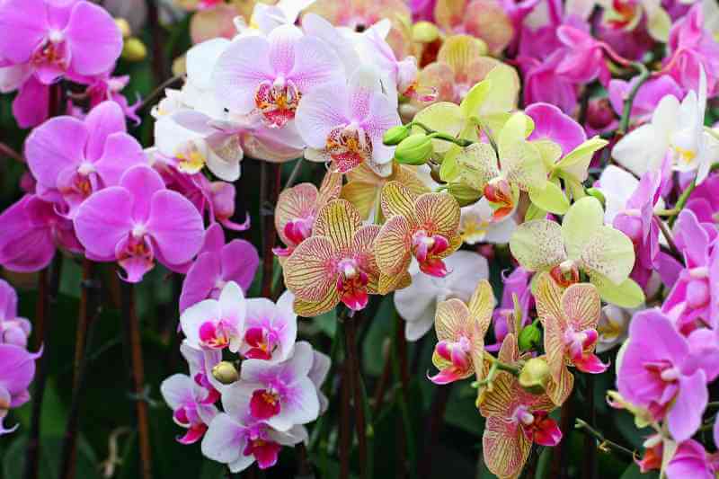 Hoa lan có nhiều chủng loại, đáp ứng mọi nhu cầu chơi hoa