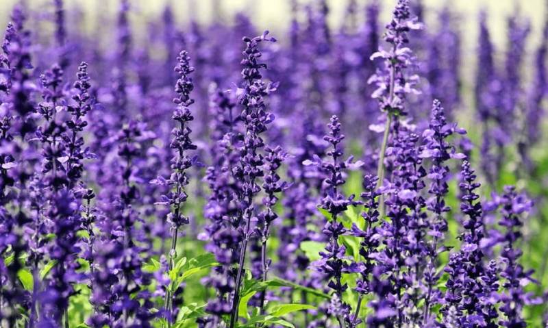 Hoa violet thường nở vào mùa xuân, một số giống có thể nở quanh năm 