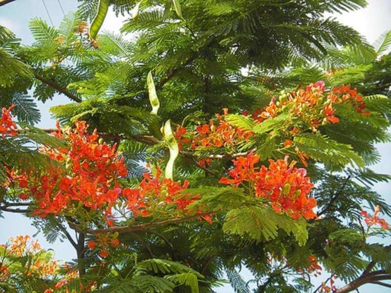 Loại quả được sử dụng đa dạng trong nhiều bài thuốc trong đó có trị rụng tóc