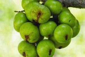 Quả sung có vị ngọt, hơi chua, thịt mềm và giòn 